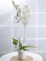 Çift Dal Beyaz Orkide - 780,00 TL