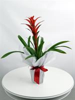 Guzmania  - 480,00 TL