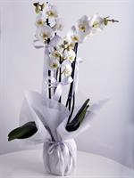 4 DaL Beyaz Orkide - 1.800,00 TL
