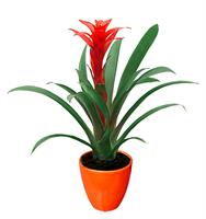 Guzmania   - 450,00 TL