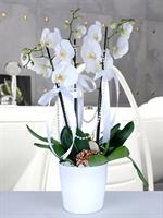 3 Dallı Beyaz Orkide - 1.200,00 TL