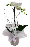 Çatallı ŞıK Beyaz Orkide - 690,00 TL