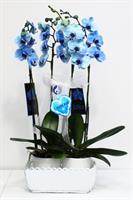 2 Çift Dallı  Mavi Orkide - 2.400,00 TL