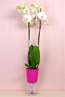 Cam İçerisinde Beyaz Çift Dallı Orkide - 840,00 TL