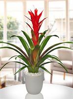 Guzmania - 450,00 TL