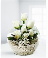 Fanus içerisinde Beyaz Güller - 540,00 TL
