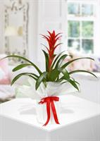 Guzmania - 480,00 TL