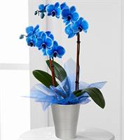 Mavi Orkide - 960,00 TL